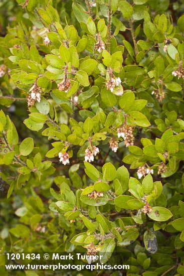 Baker's Manzanita