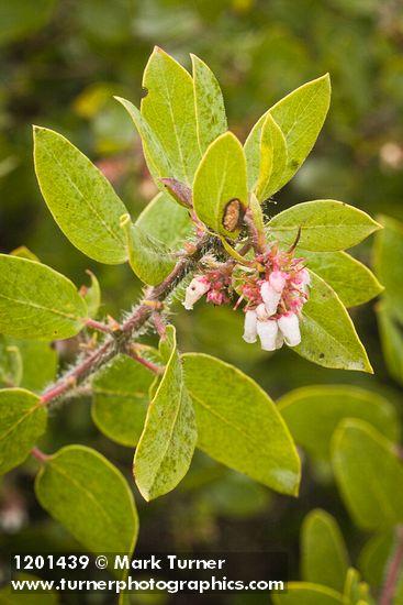 Baker's Manzanita blossoms & foliage