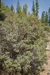 Trinity County, California
