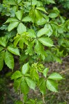 Woodbine foliage