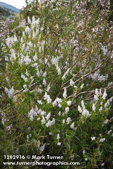 Ceanothus integerrimus