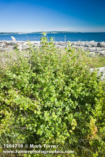 Ribes divaricatum