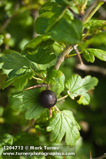 Ribes divaricatum