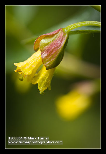 Lonicera involucrata