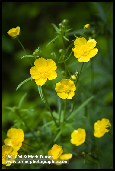 Ranunculus orthorhynchus