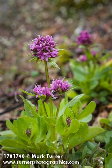 Plectritis congesta