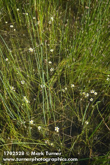 Ranunculus aquatilis