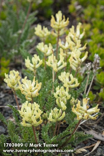 Oxytropis campestris var. spicata