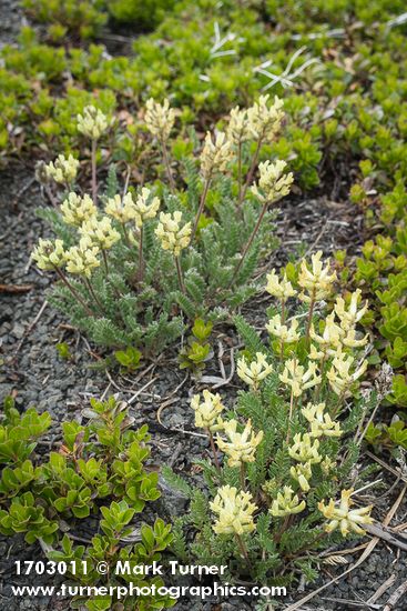 Oxytropis campestris var. spicata