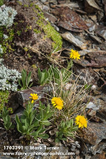 Lyall's Goldenweed
