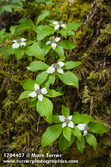 Bunchberry