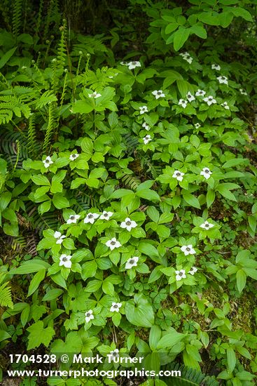 Bunchberry