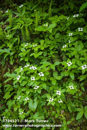 Bunchberry