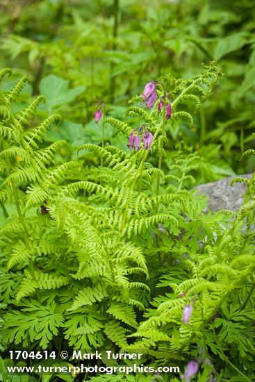 Dicentra formosa