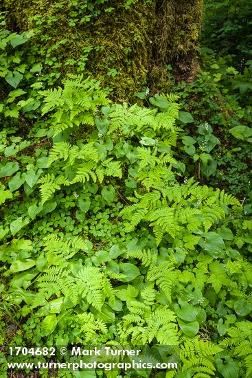Maianthemum dilatatum