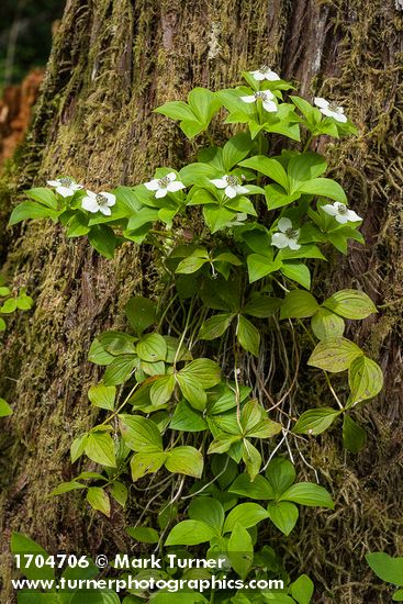 Bunchberry
