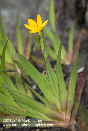 Sisyrinchium californicum