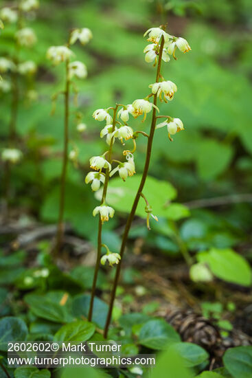 Pyrola chlorantha