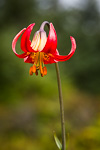 Lilium occidentale