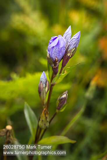 Gentiana sceptrum