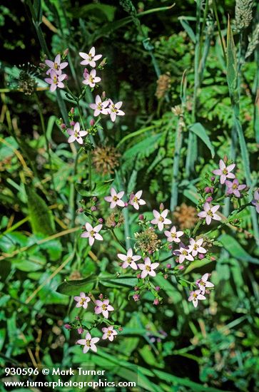 Zeltnera muehlenbergii