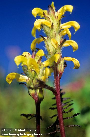 Pedicularis rainierensis