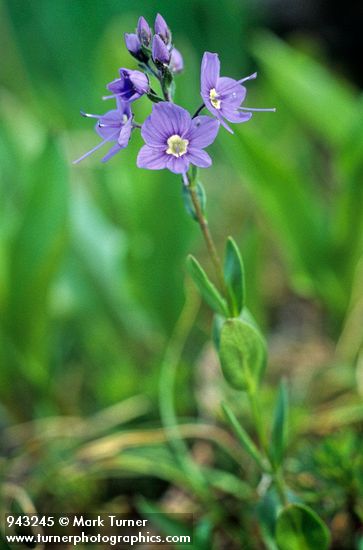 Veronica cusickii