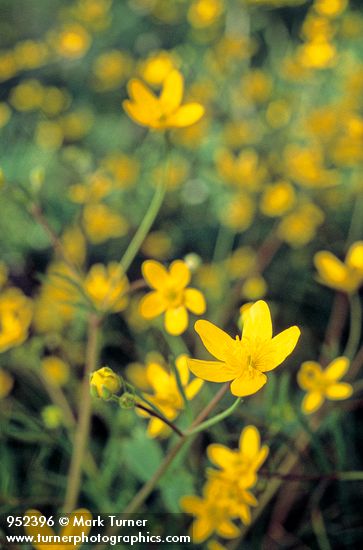 Ranunculus occidentalis
