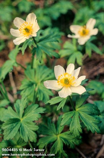 Trollius albiflorus