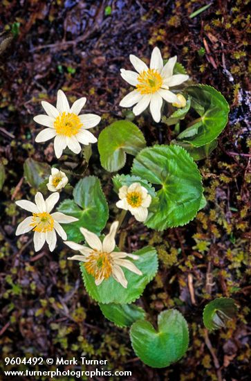 Caltha leptosepala ssp. howellii