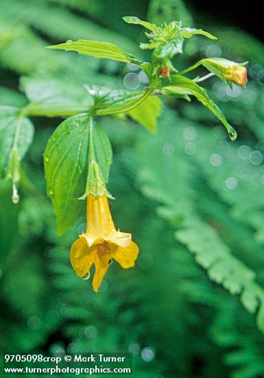 Erythranthe dentata