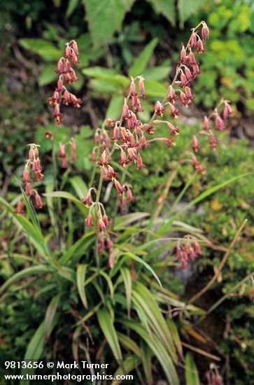 Anticlea occidentalis