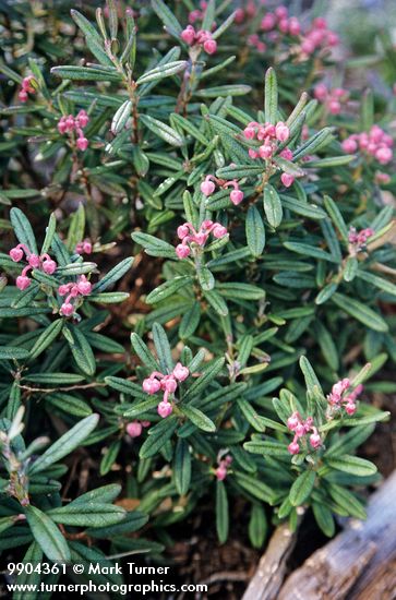 Andromeda polifolia