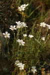 Field Chickweed