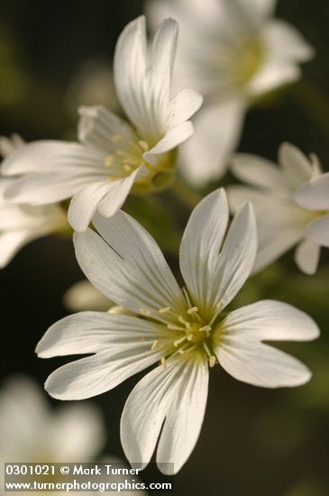 Cerastium arvense