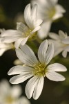 Field Chickweed blossoms extreme detail