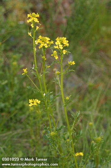 Barbarea orthoceras