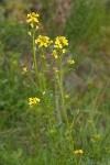 American Winter Cress