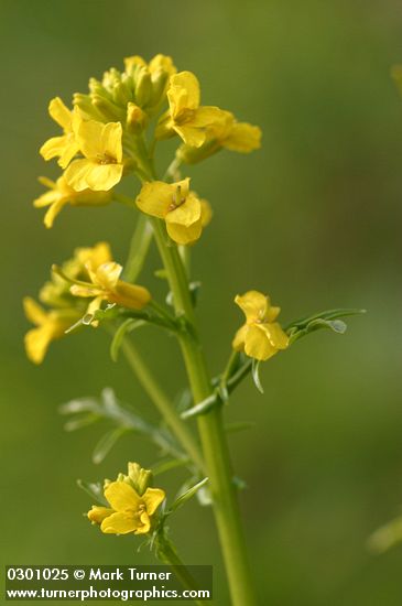 Barbarea orthoceras