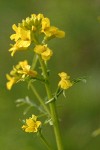 American Winter Cress blossoms detail