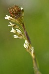 Shepherd's Purse blossoms extreme detail