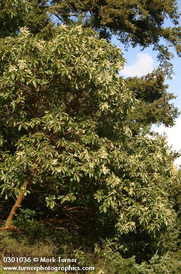 Arbutus menziesii