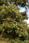 Pacific Madrone