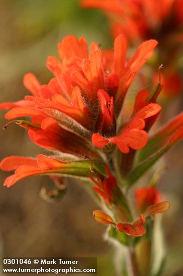 Castilleja hispida