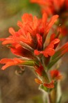 Harsh Paintbrush blossoms & bracts detail