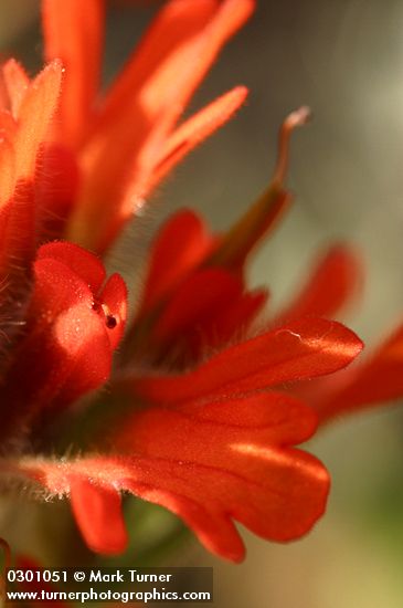 Castilleja hispida