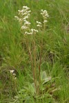 Northwestern Saxifrage