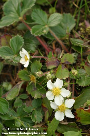 Fragaria chiloensis