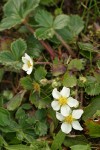 Coastal Strawberry