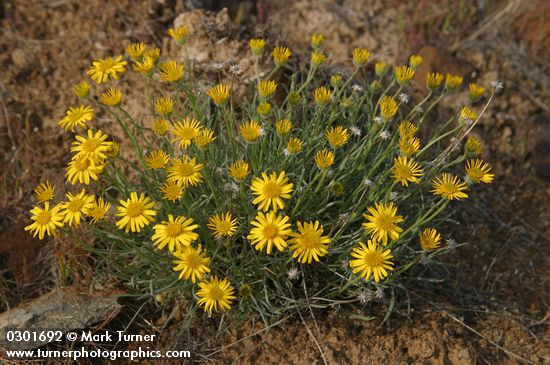 Erigeron linearis